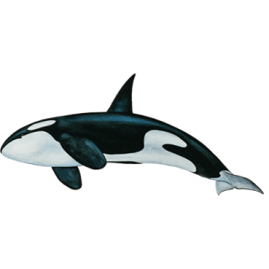 Killer whale PNG-71272